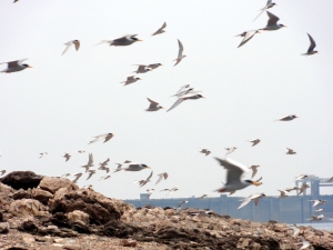 River terns in flight